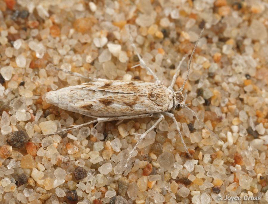 Areniscythris brachypteris