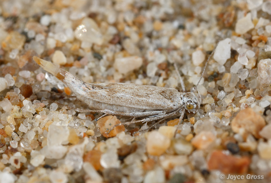 Areniscythris brachypteris