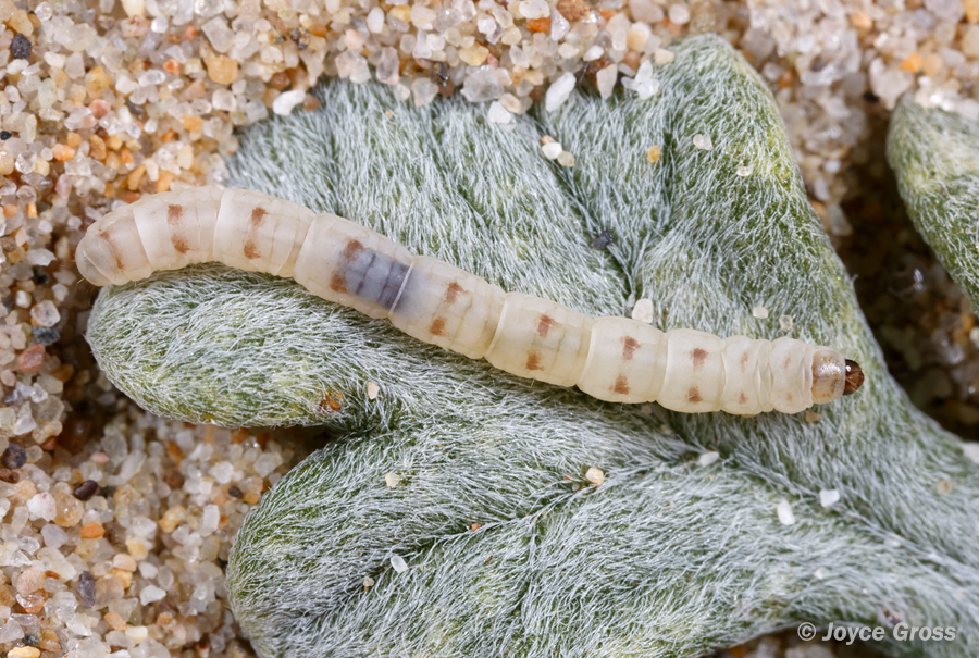 Areniscythris brachypteris