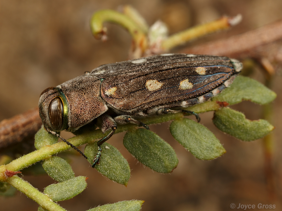 Chrysobothris octocola