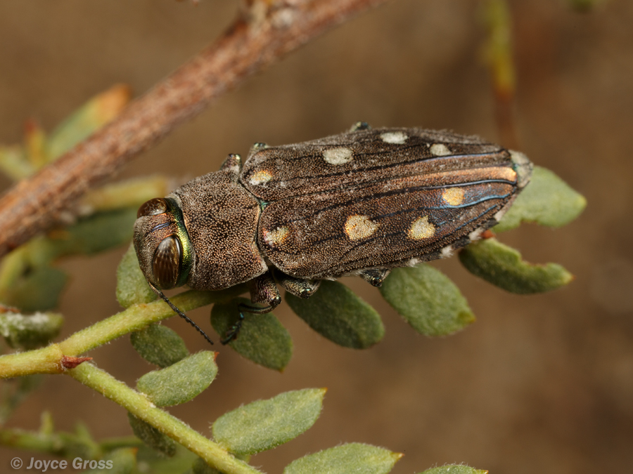 Chrysobothris octocola
