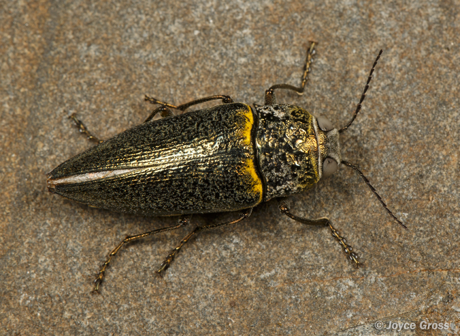 Gyascutus fulgidus