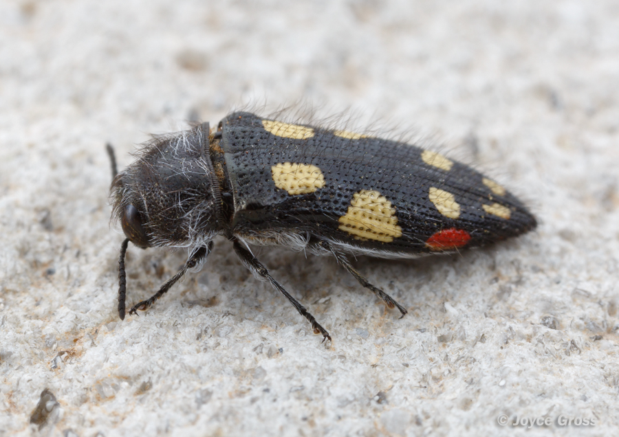 Acmaeodera jocosa