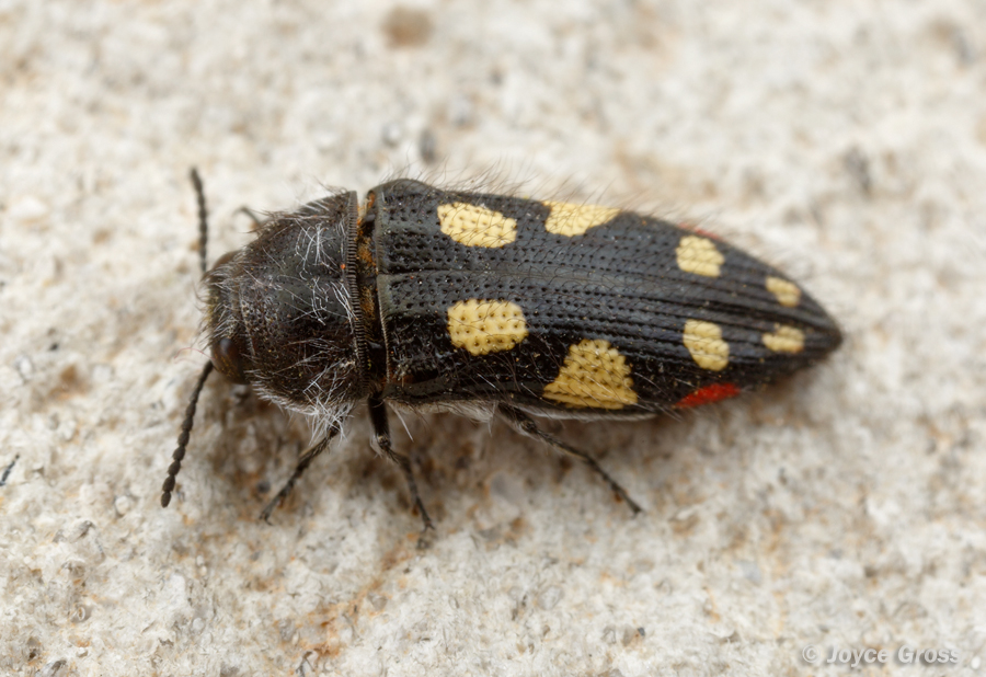 Acmaeodera jocosa