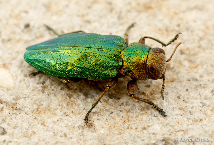 Chrysobothris viridicyanea