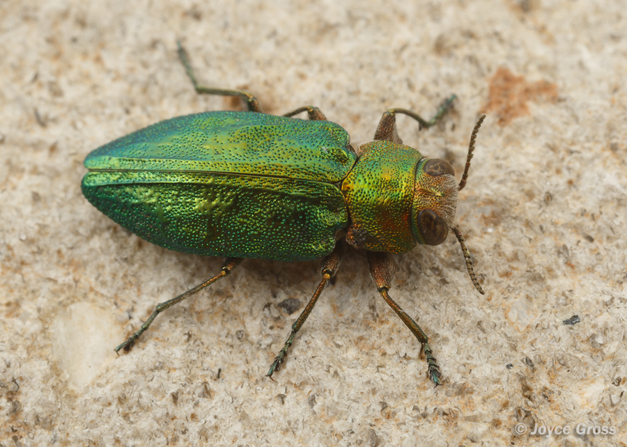Chrysobothris viridicyanea