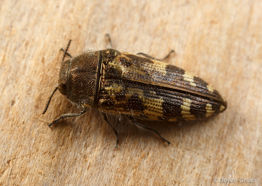 Acmaeodera hepburnii