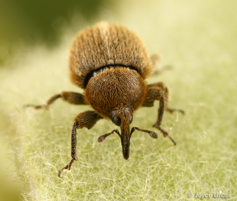Rhinusa tetra