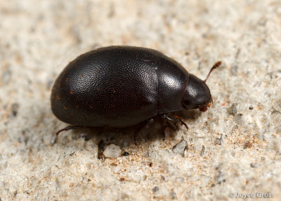 Nosodendron californicum