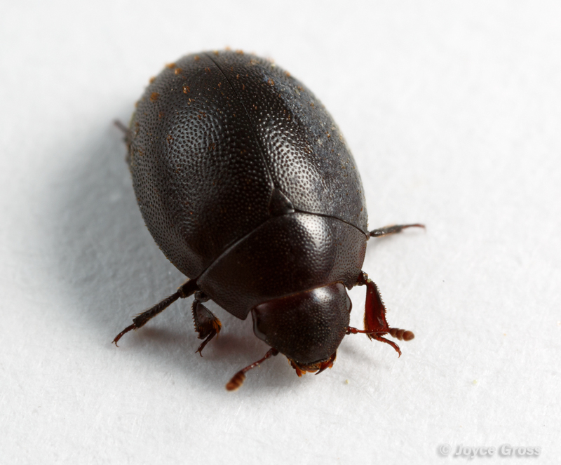 Nosodendron californicum