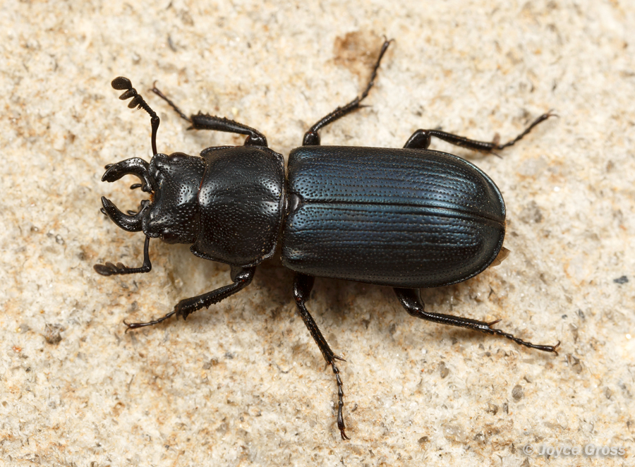 Platycerus oregonensis