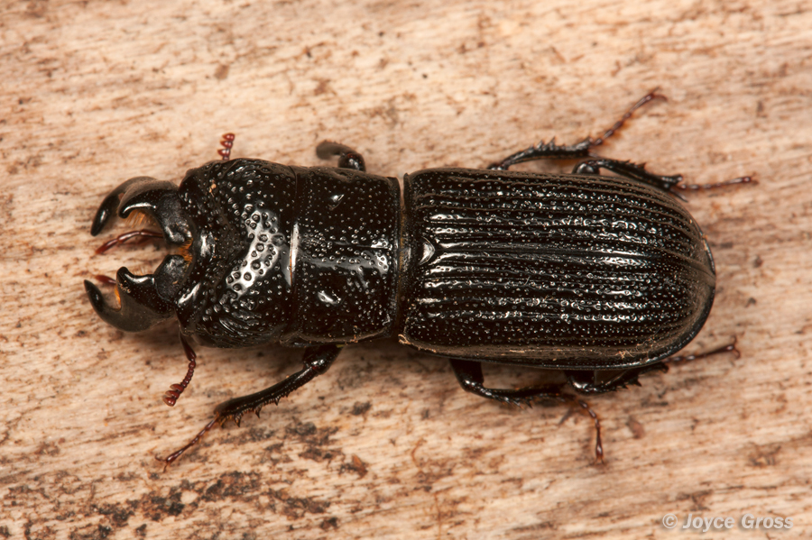 Ceruchus striatus