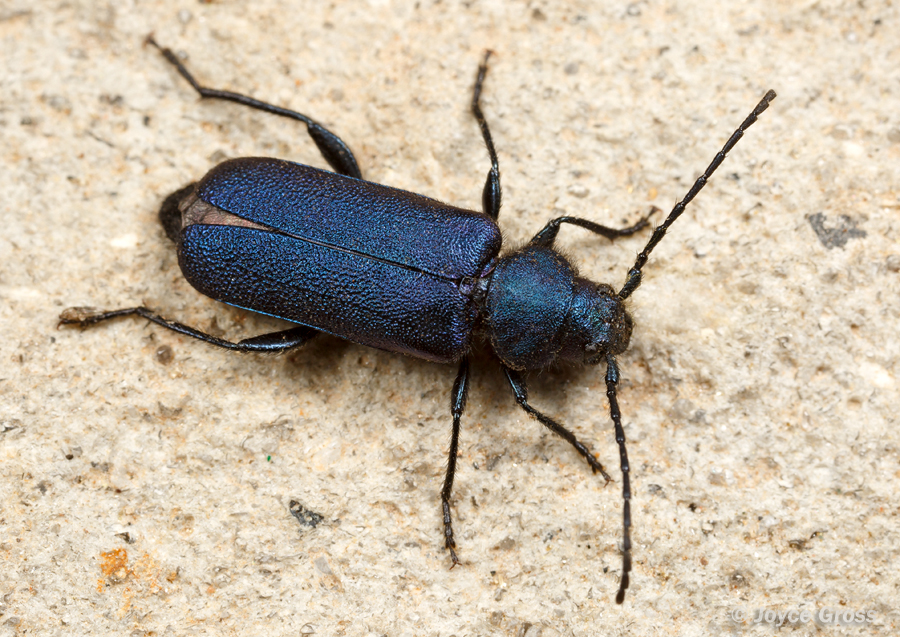 Callidium antennatum