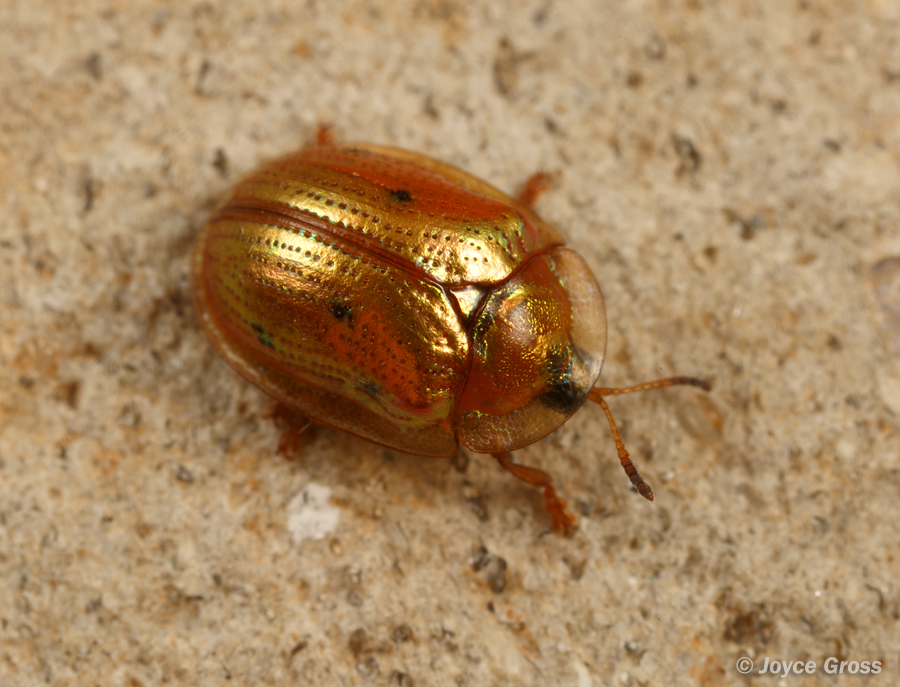 Charidotella sexpunctata