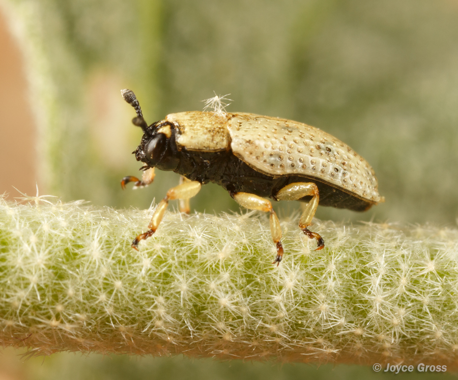 Stenopodius flavidus