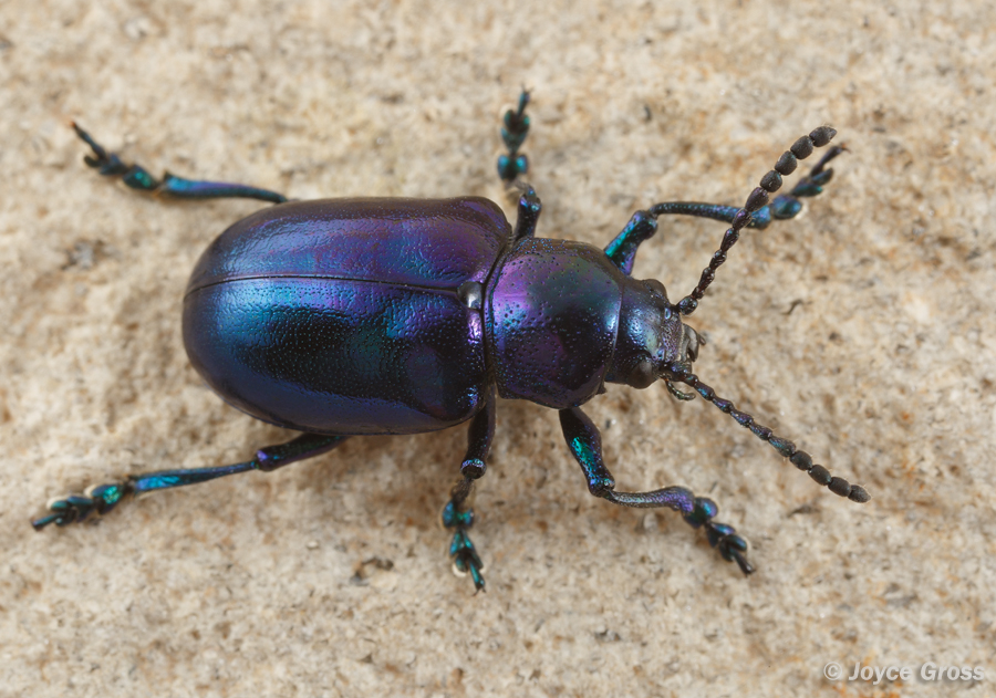 Chrysochus cobaltinus