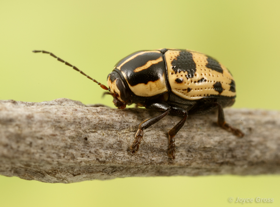 Cryptocephalus castaneus