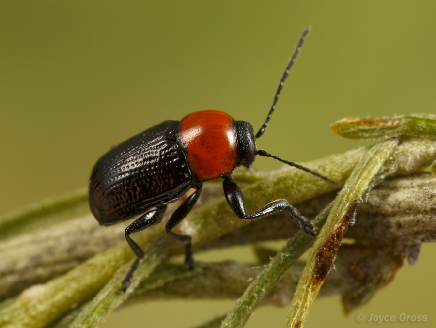 Cryptocephalus sanguinicollis sanguinicollis