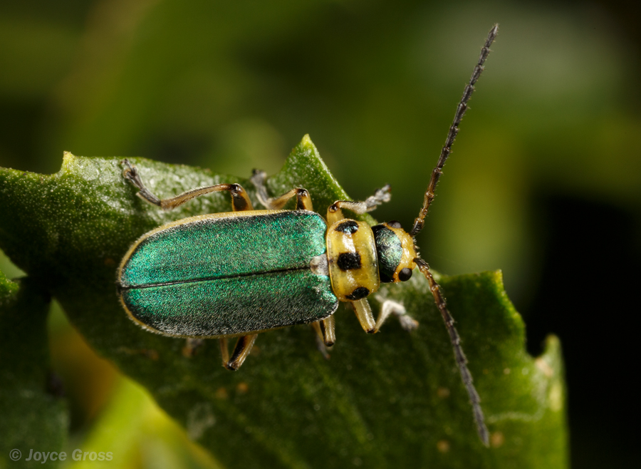 Trirhabda flavolimbata