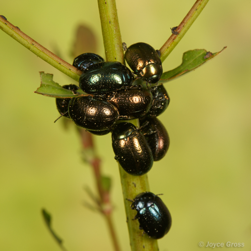 Chrysolina hyperici