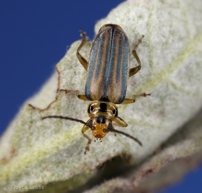 Trirhabda diducta