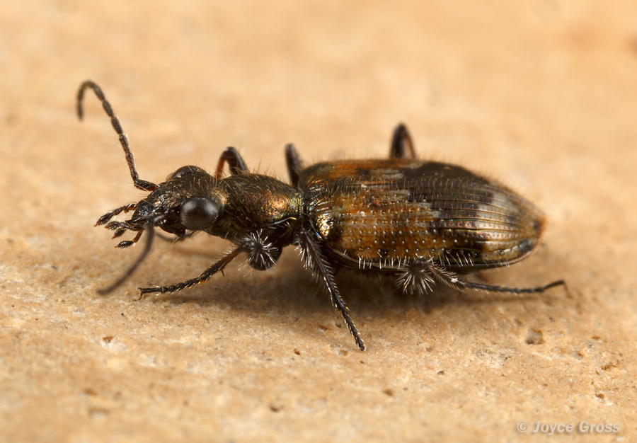 Lachnophorus elegantulus