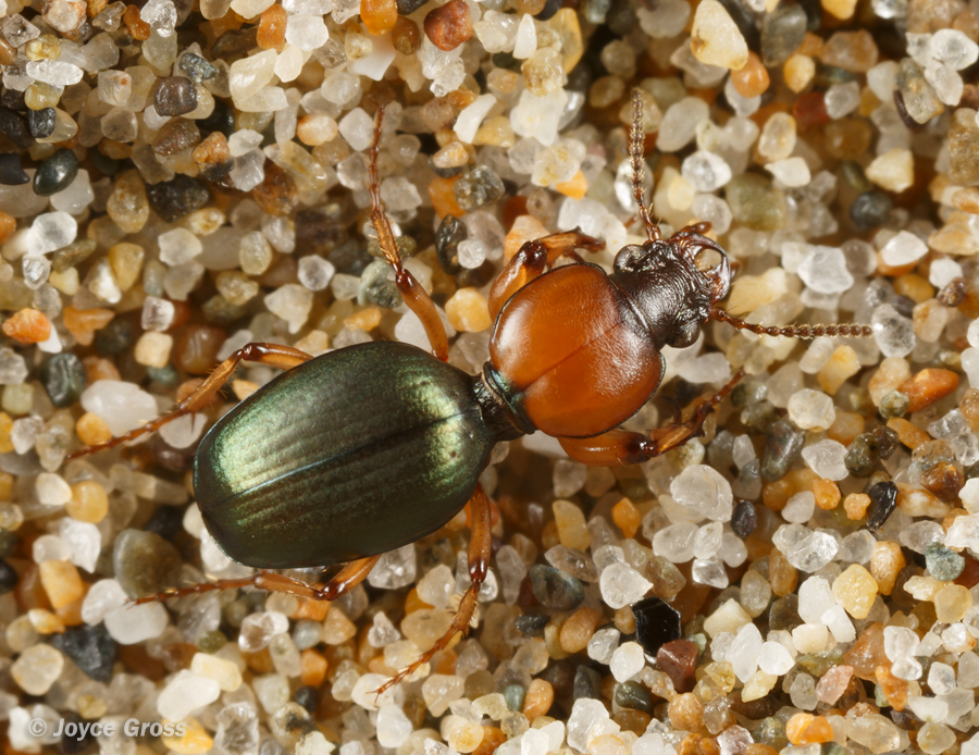 Akephorus obesus
