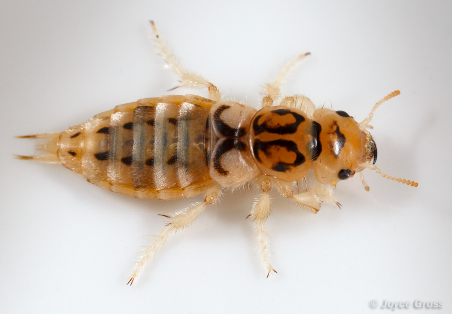 Thinopinus pictus