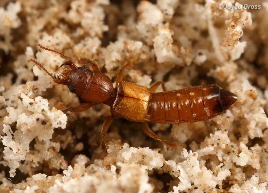 Bledius ferratus