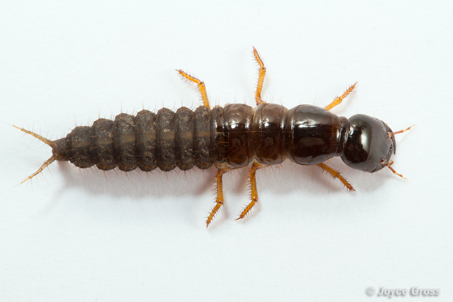 Ocypus olens