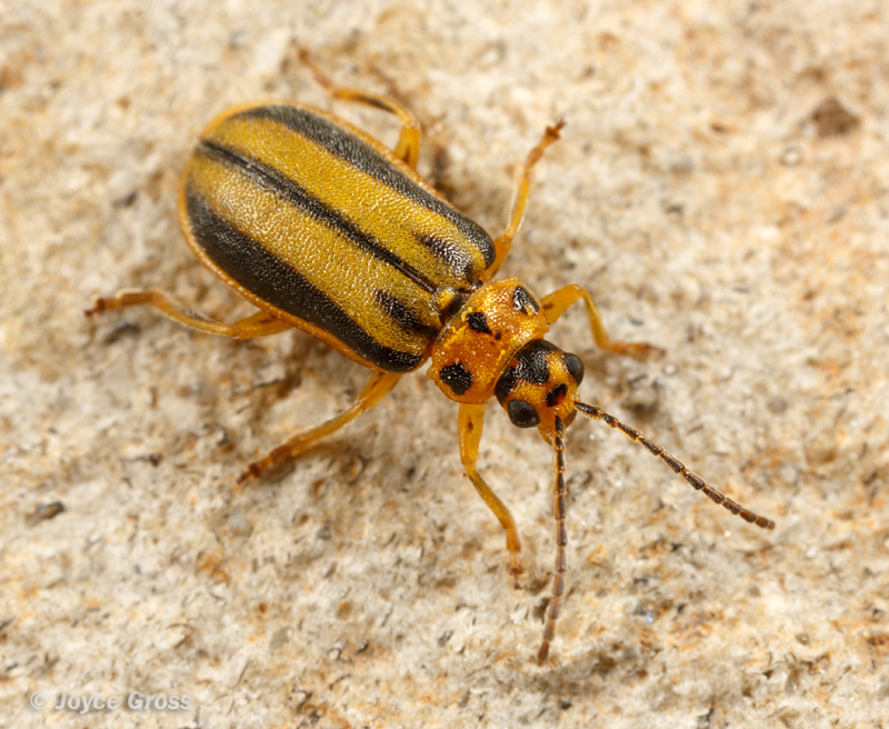 Xanthogaleruca luteola