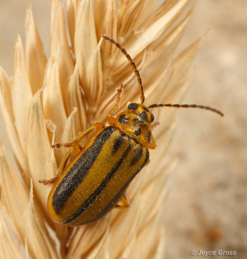 Xanthogaleruca luteola