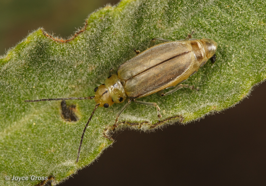 Trirhabda eriodictyonis