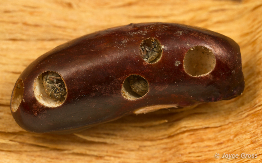 Acanthoscelides obtectus