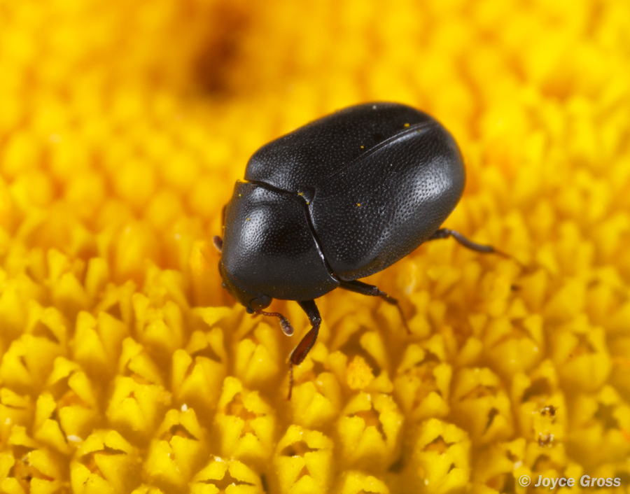 Orphilus subnitidus