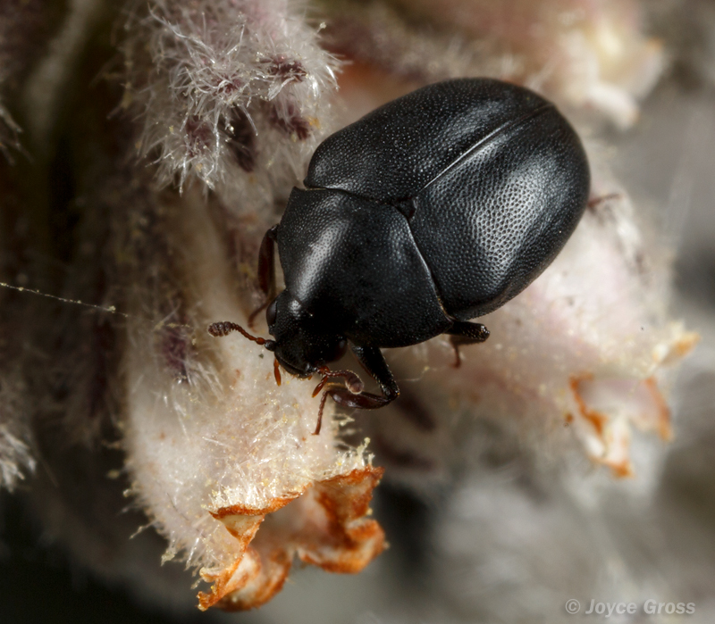 Orphilus subnitidus