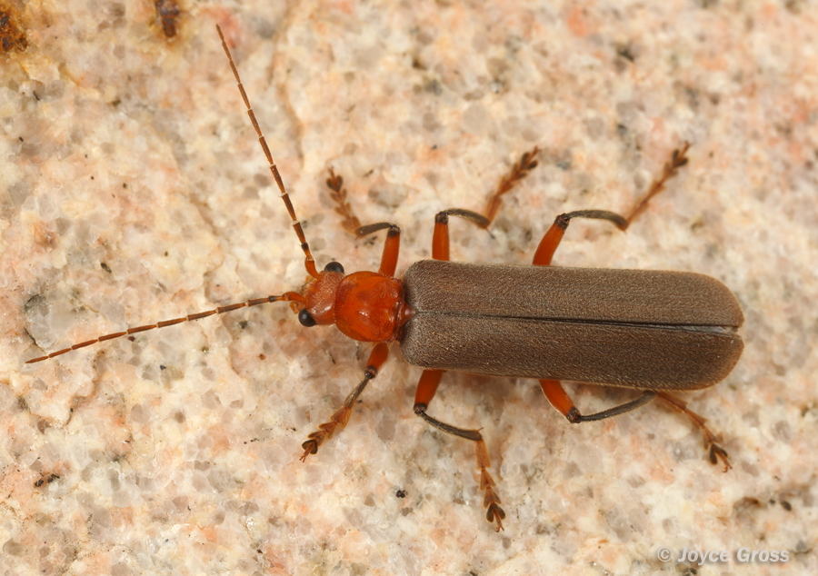 Pacificanthia consors