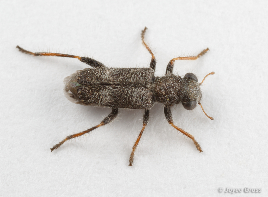 Phyllobaenus pubescens