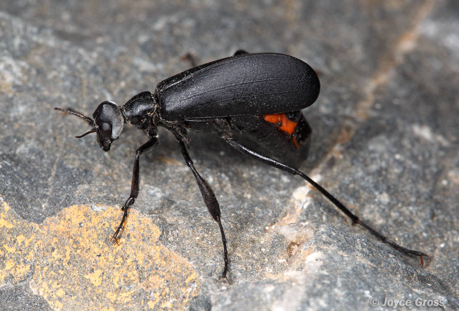 Phodaga alticeps