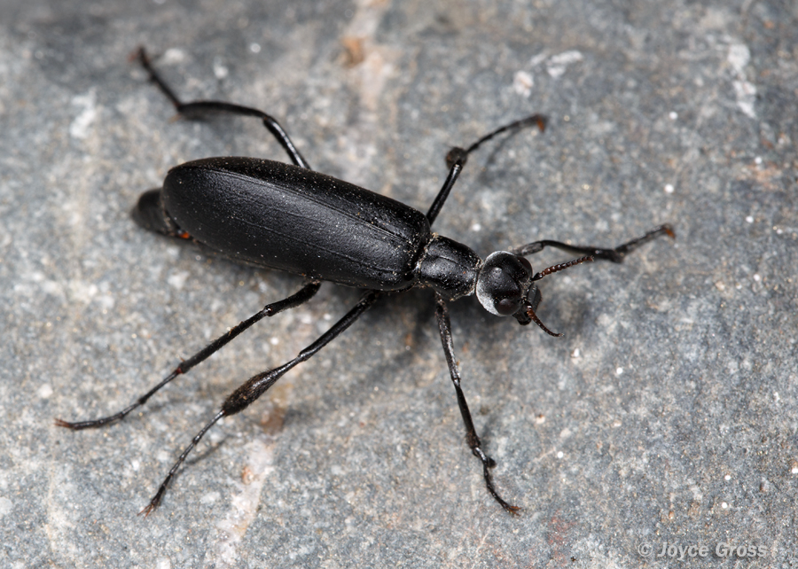 Phodaga alticeps