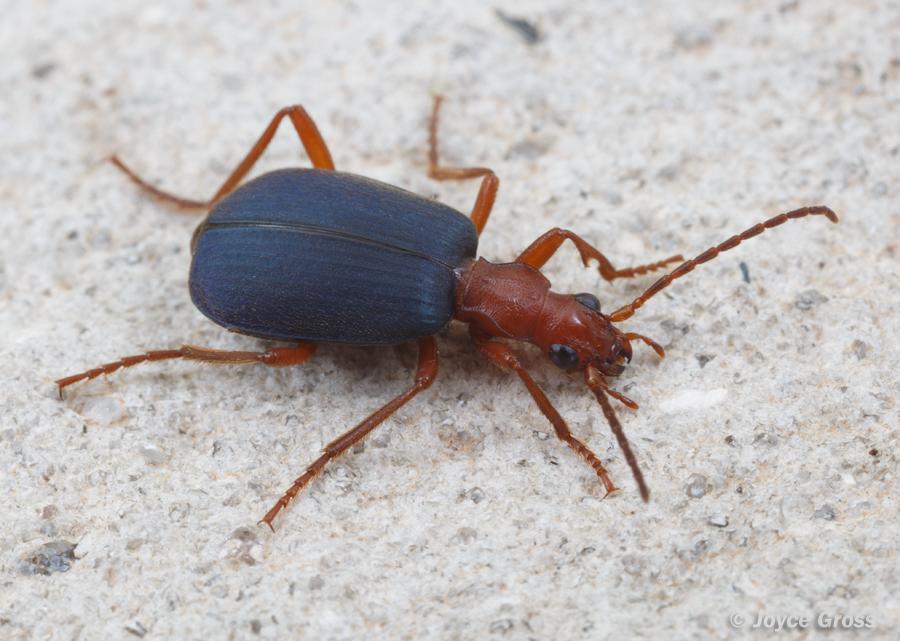 Brachinus elongatulus