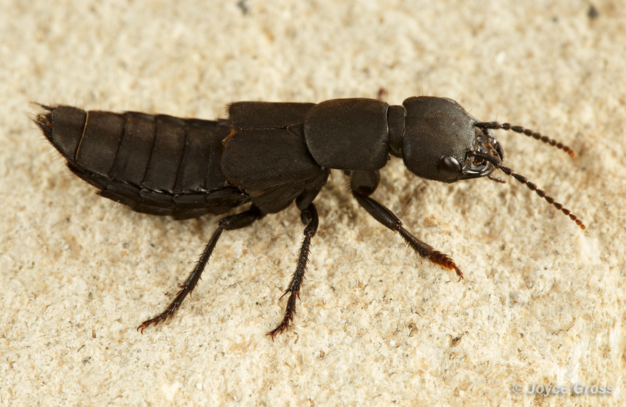 Ocypus olens