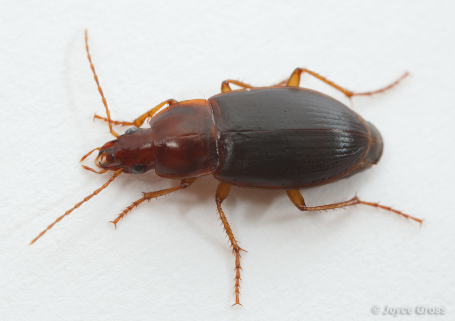 Calathus ruficollis