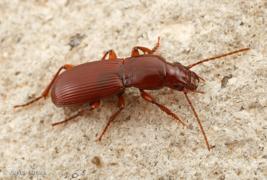 Pterostichus angustus