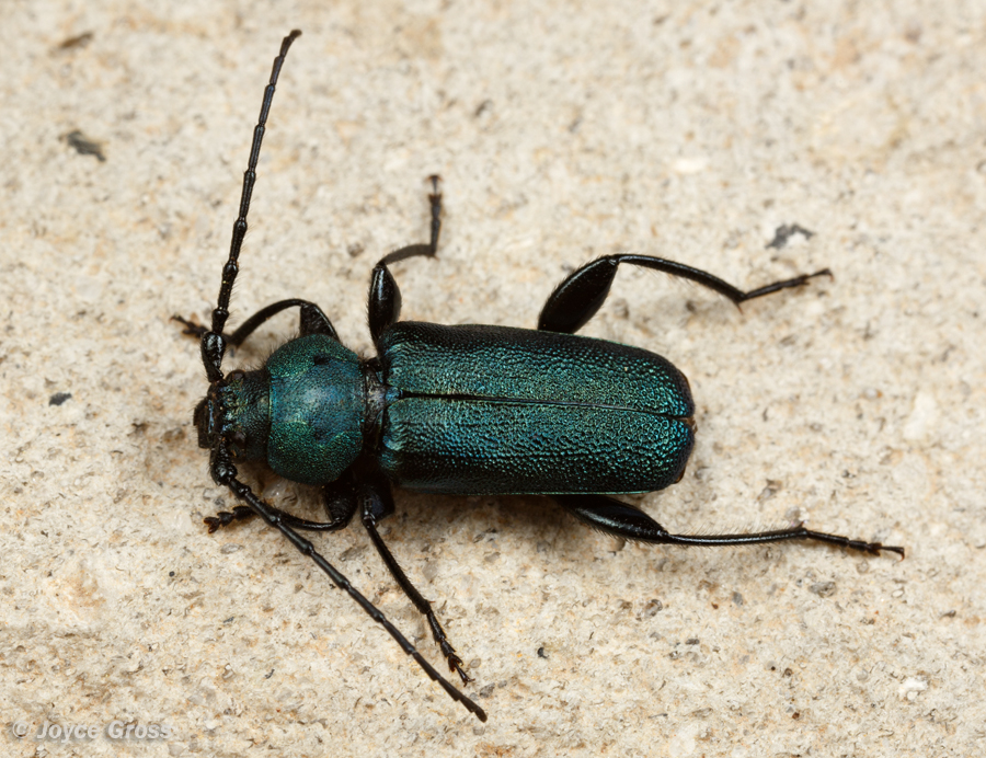 Callidium antennatum