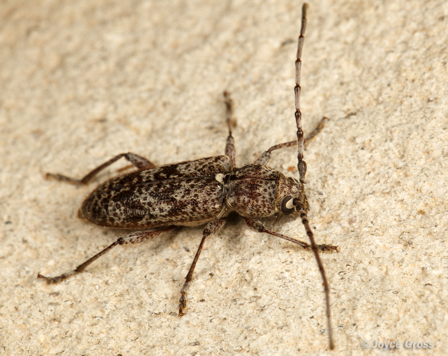 Brothylus conspersus