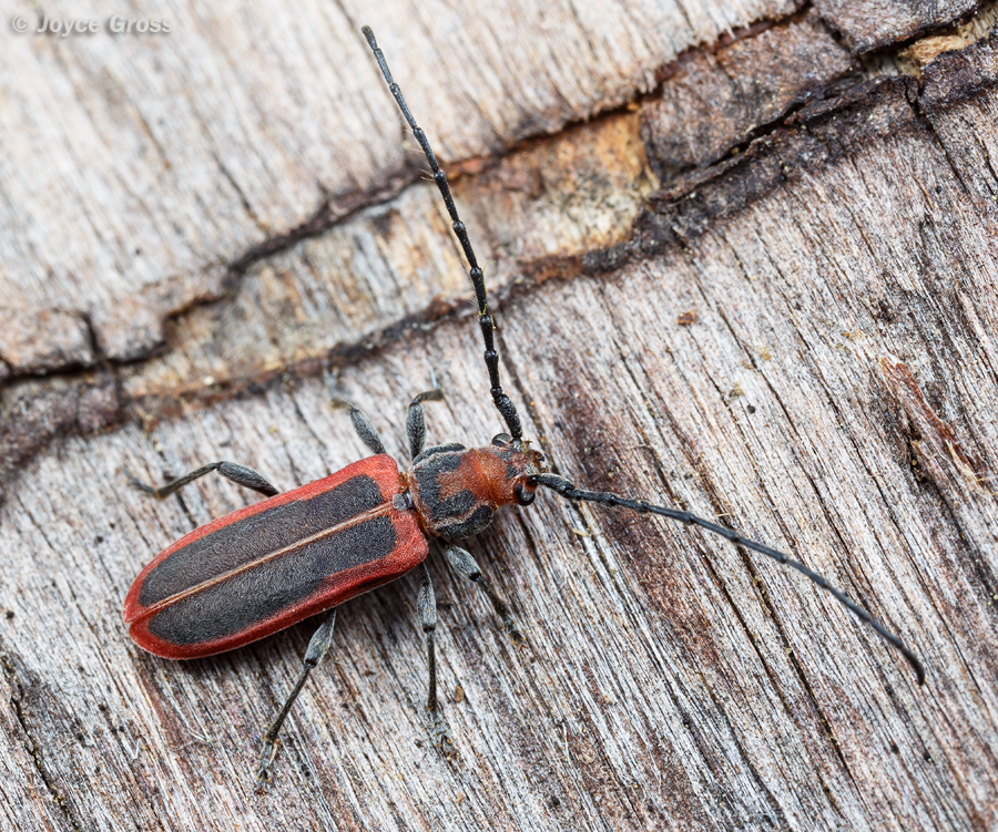 Holopleura marginata