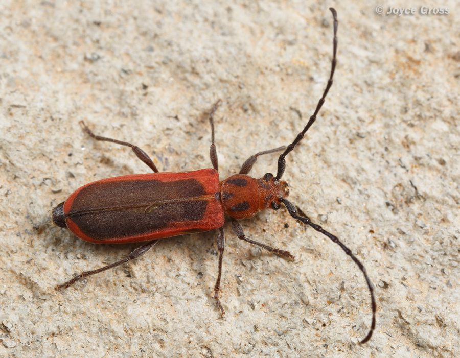 Holopleura marginata