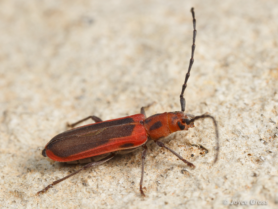Holopleura marginata