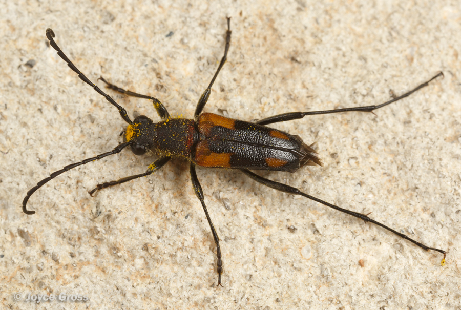 Anastrangalia laetifica